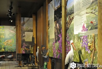 2011 054 ETANG DES LANDES 2 .jpg